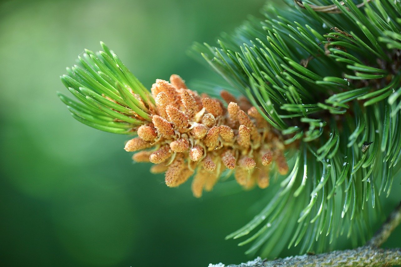 jaw, awn-pine, pine needles-7289106.jpg